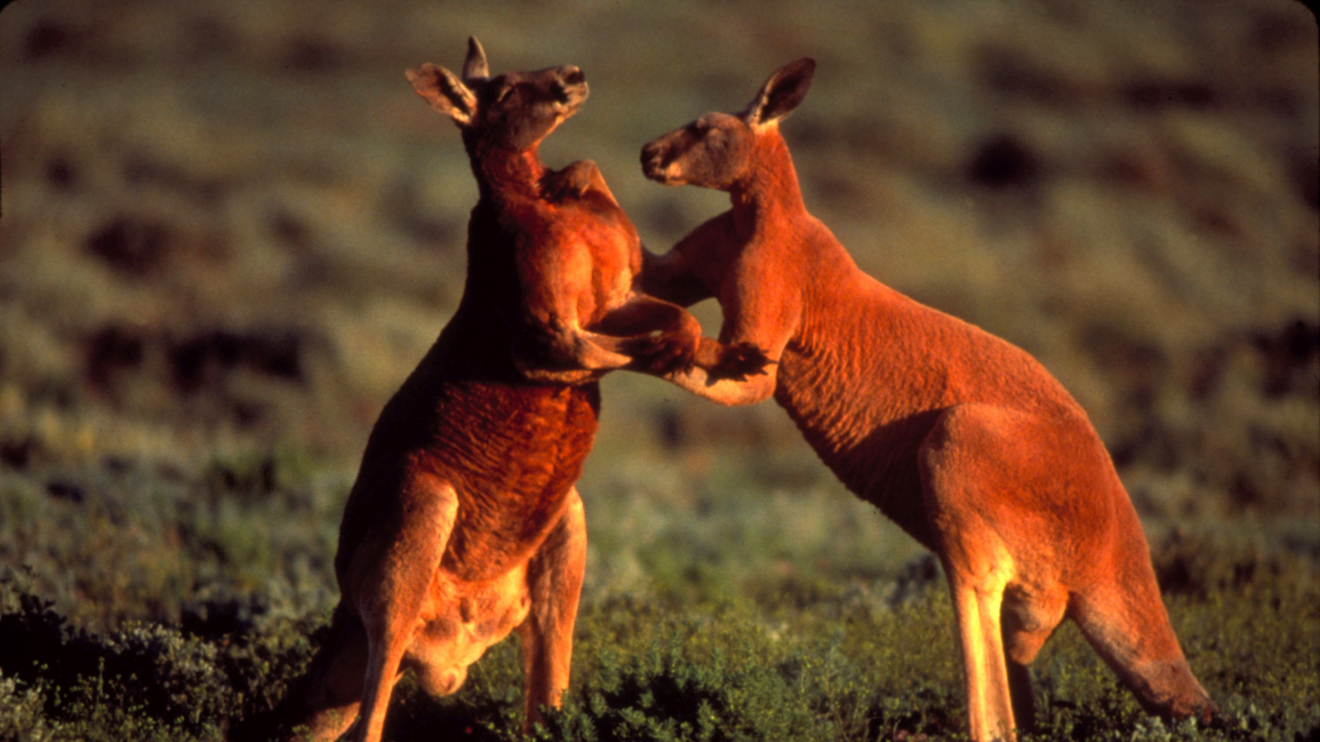 The Red Kangaroo: Australia's Exclusive National Symbol