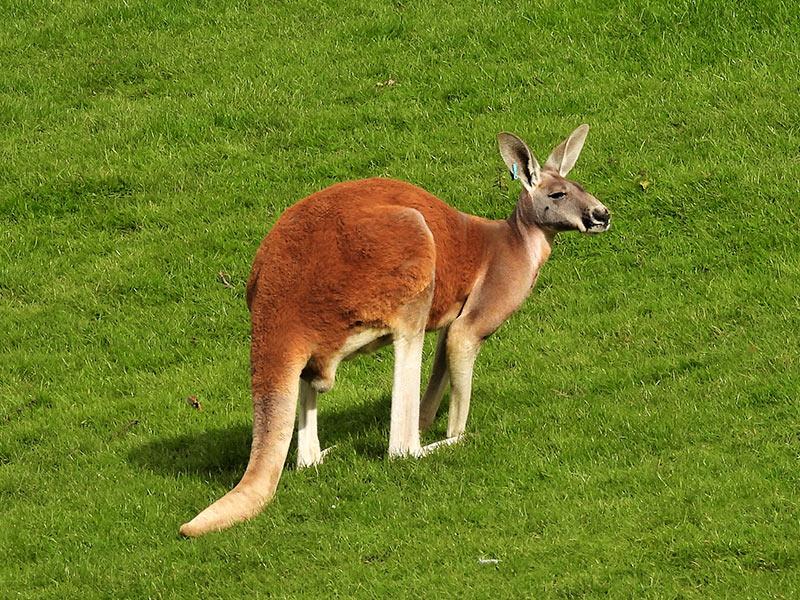 The Red Kangaroo: Australia's Exclusive National Symbol