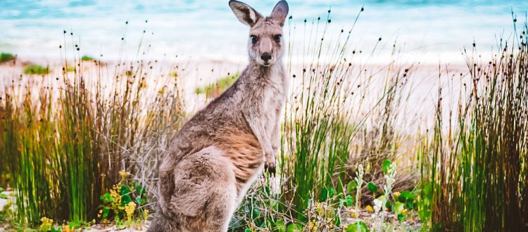 Discovering Australia: Fascinating Facts You Didn’t Know!